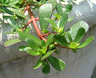 Purslane