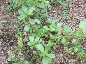 purslane