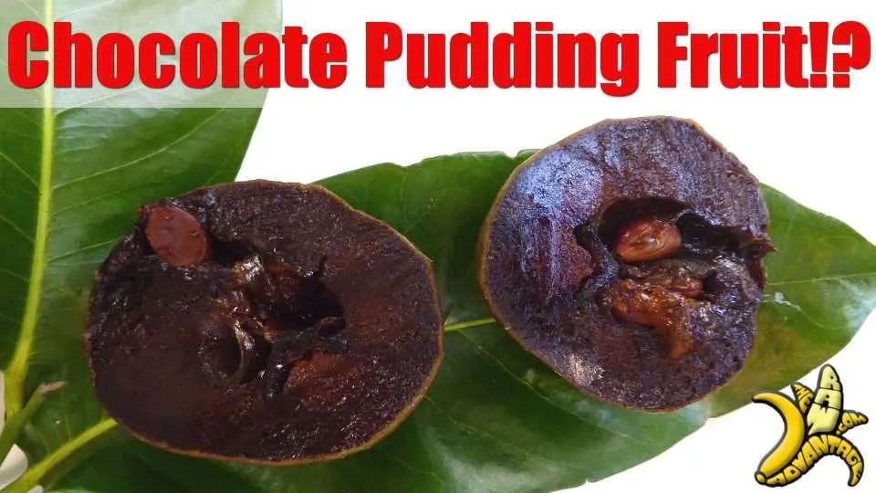 Chocolate Pudding Fruit?! The Amazing Black Sapote!