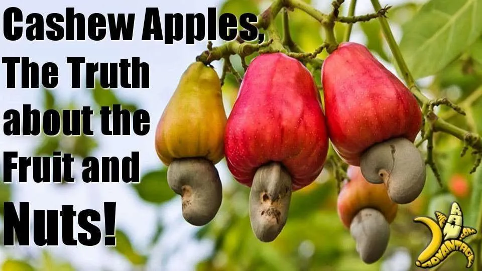 Kendall Bites, Cashew apples at the Farm of Life!