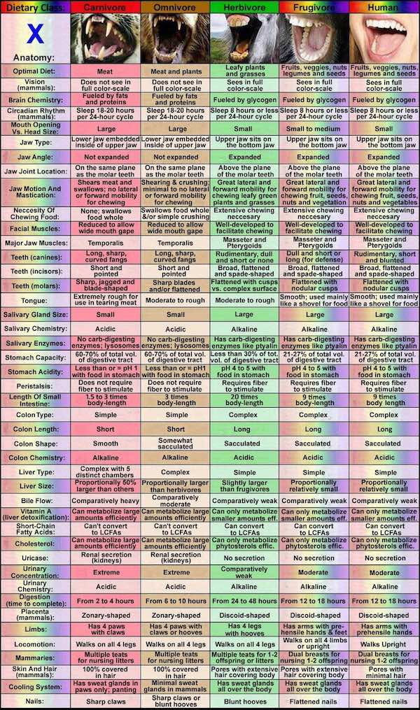 Comparative anatomy chart