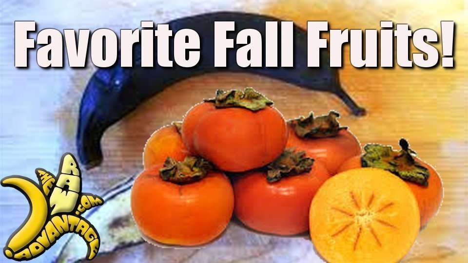 First Video Blog, Favorite Fall Fruits!