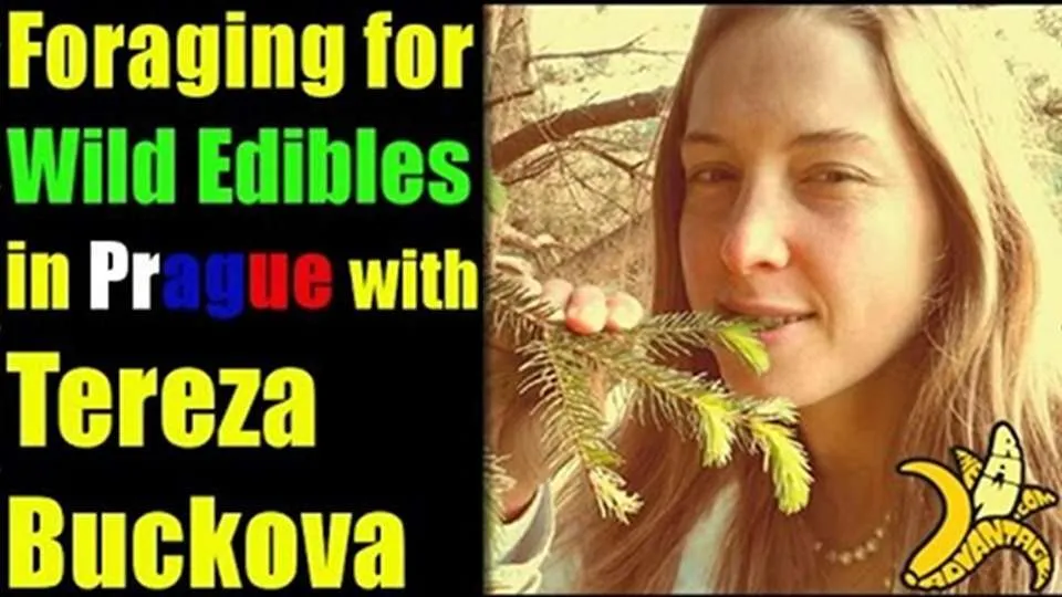 Foraging for wild edibles in Prague With Tereza Buckova