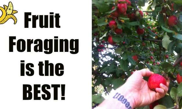 Fruit Foraging is the Best
