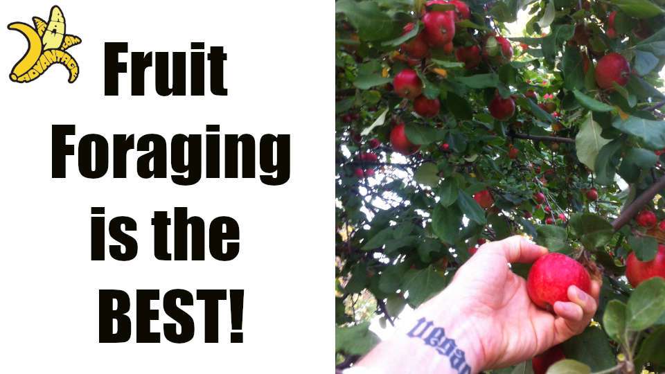 Fruit foraging is the best