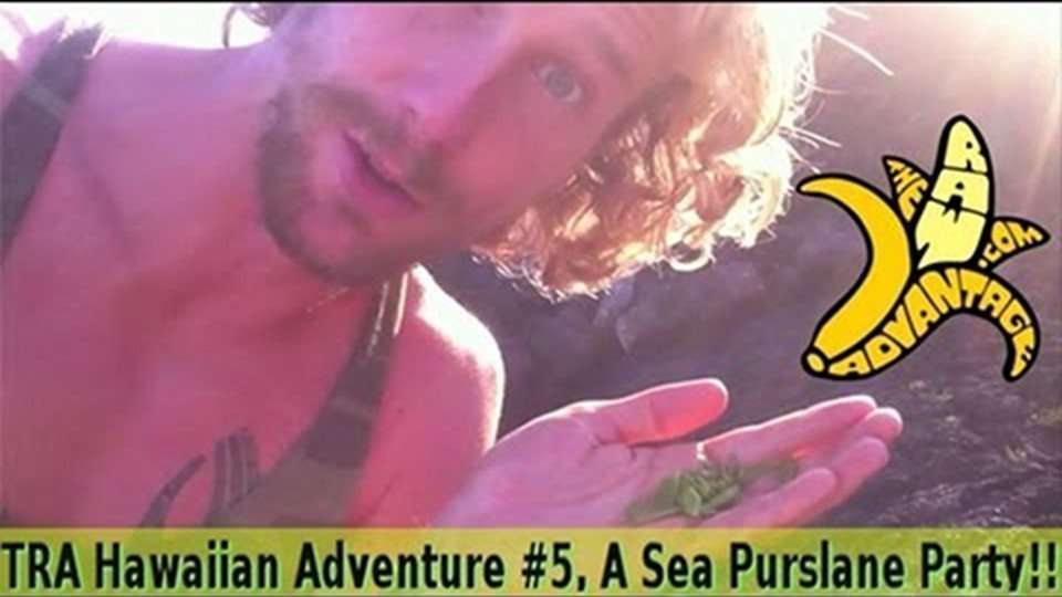 TRA Hawaiian Adventures #5, A Sea Purslane Party!