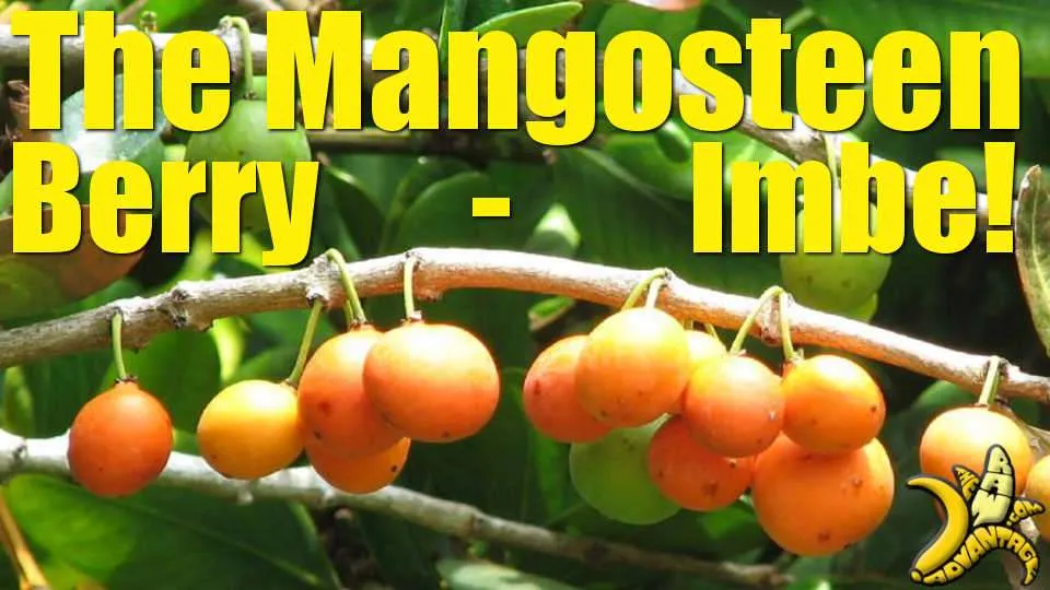 Exotic Fruit | The Mangosteen Berry / Imbe Fruit