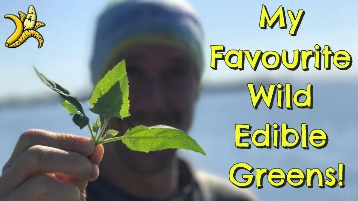 My Favourite Wild Edible Greens!