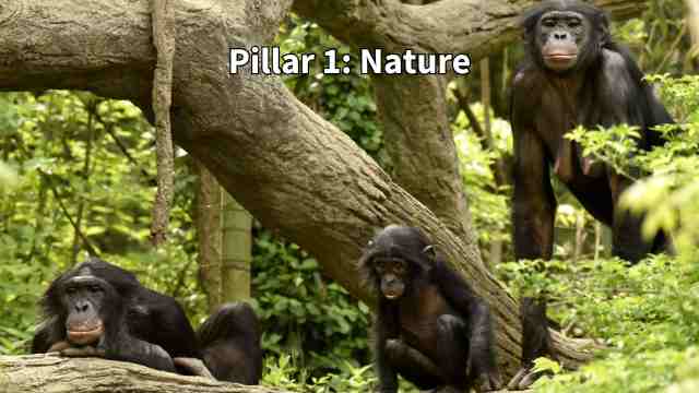 Pillar Number 1 Nature