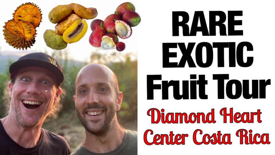 Rare Exotic Fruit Tour at Diamond Heart Center Costa Rica