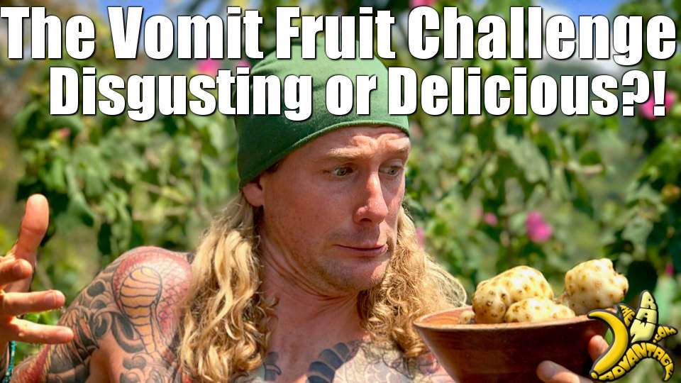 the-vomit-fruit-noni-challenge-disgusting-or-delicious-the-raw