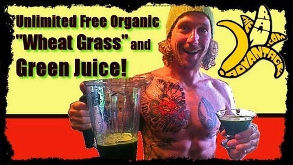 Unlimited Free Green Juice / Local Organic Wheat Grass Juice!
