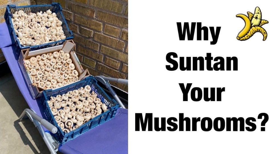 Suntan Your Mushrooms