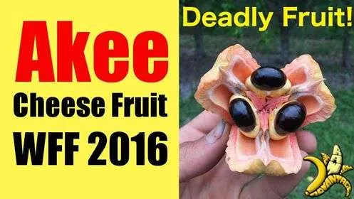 Ackee, Cheese Fruit at WFF 2016