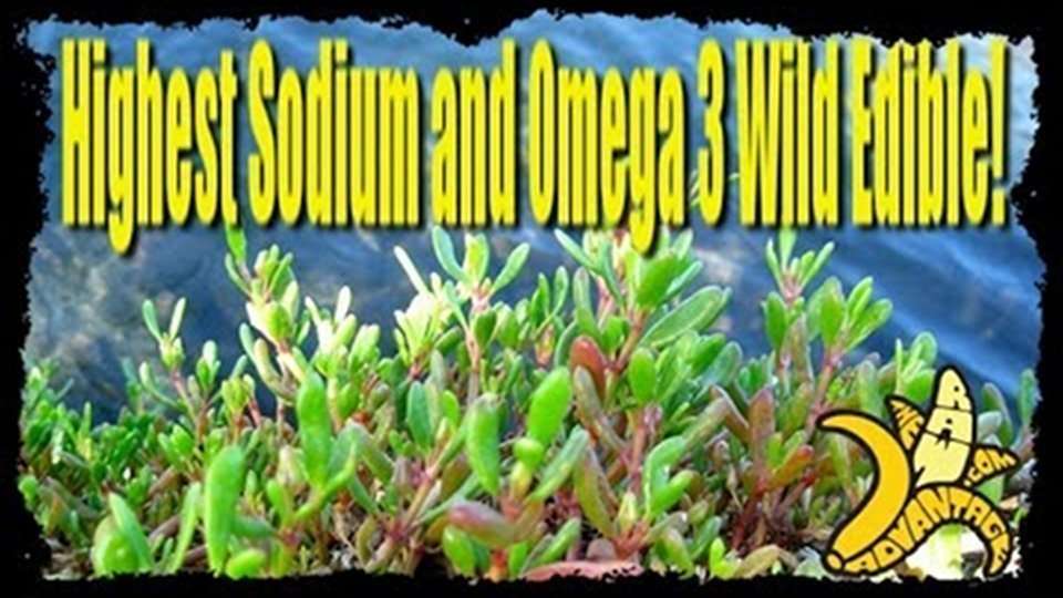 highest omega 3 and sodium wild edible purslane