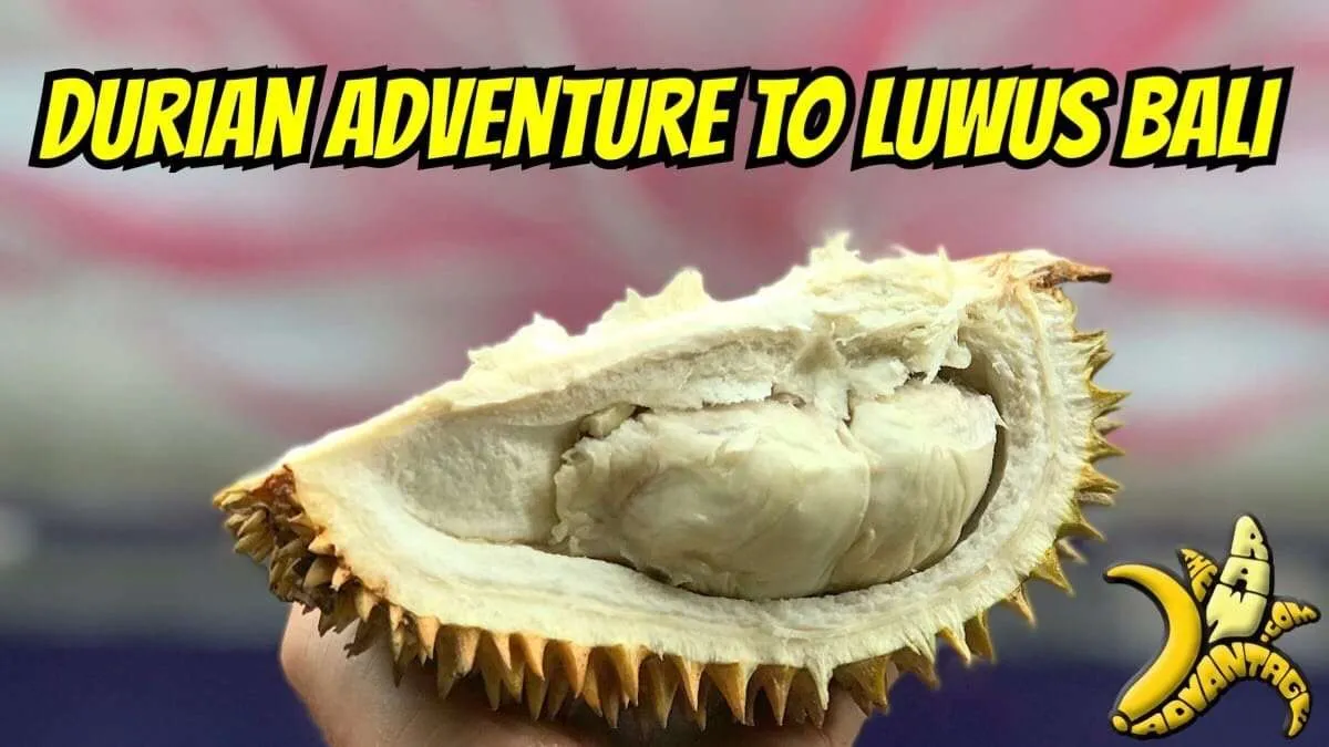 Durian Adventure to Luwus Bali