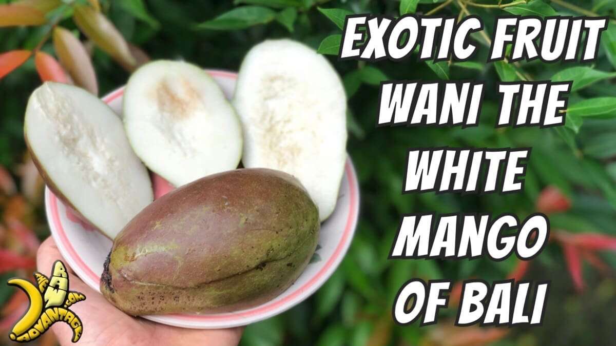 Exotic Fruits | Wani the White Mango of Bali