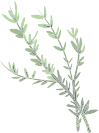 Important Ingredients Tips 14 important ingredients herbs 1