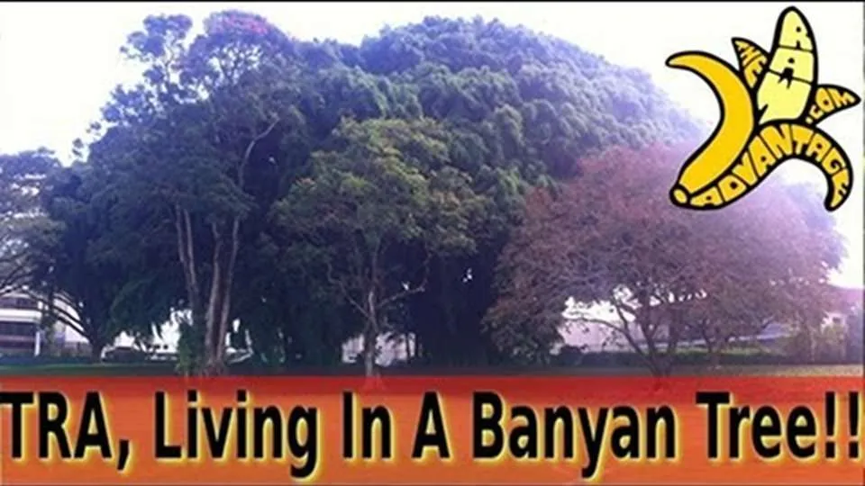 TRA Hawaiian Adventure #3, Living in a Banyan Tree!