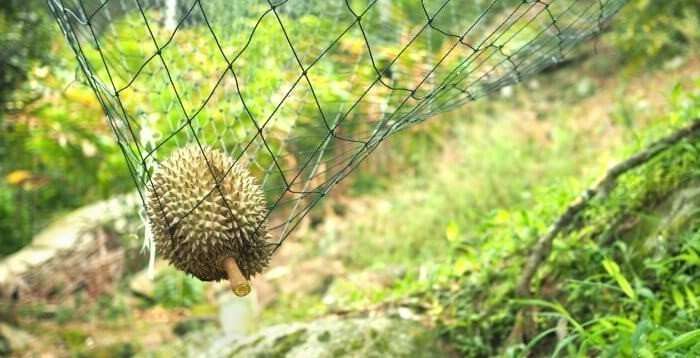 penang durian net e1529712755108