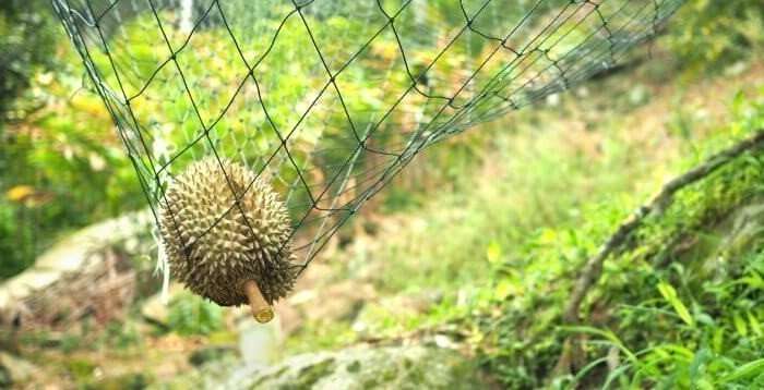 Durian Tourist Guide to Penang - The Raw Advantage