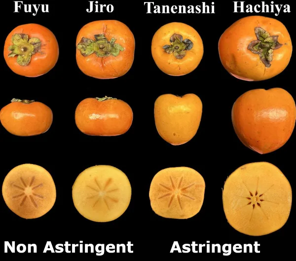 persimmons