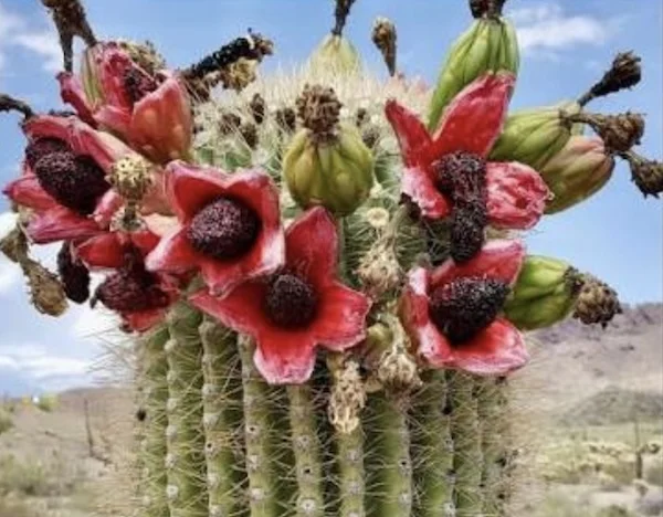 Saguaro Cactus Fruit: Dr. Graham's Favorite Dried Fruit 2 saguaro cactus fruit