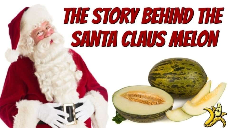 The Story Behind the Santa Clause Melon!
